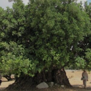 Albero di Carrubo